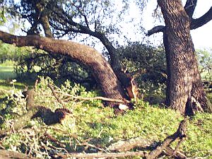 Example of damage done to trees